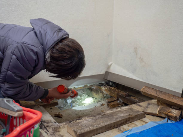 Professional Mold Removal in Kimberly, WI