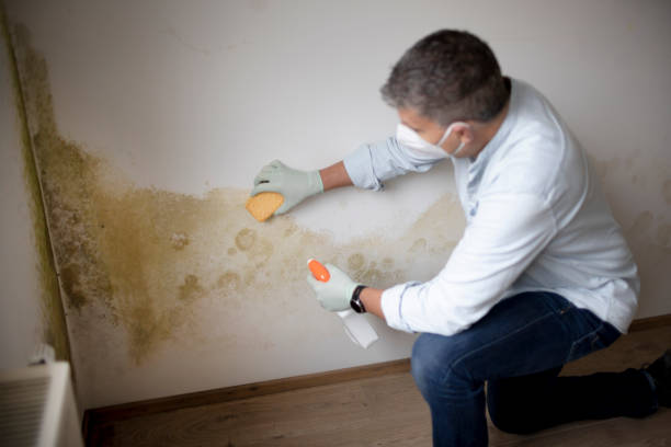 Best Crawl Space Mold Remediation  in Kimberly, WI